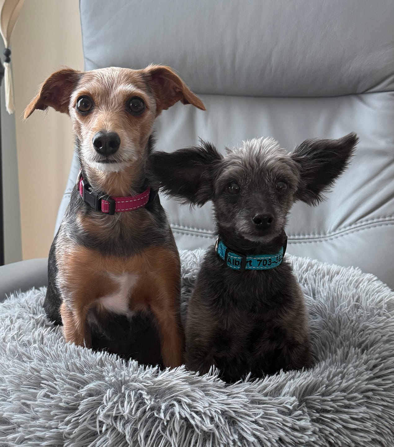 Customer photo review of 2 Pack Headrest Car Dog Safety Seatbelt