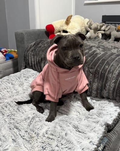 Customer photo review of Essential Dog Hoodie - Dusty Pink
