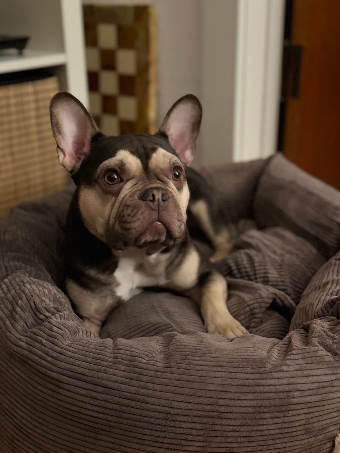 Customer photo review of Staey - Luna 3.0 Hundeseng, Taupe Fløjl