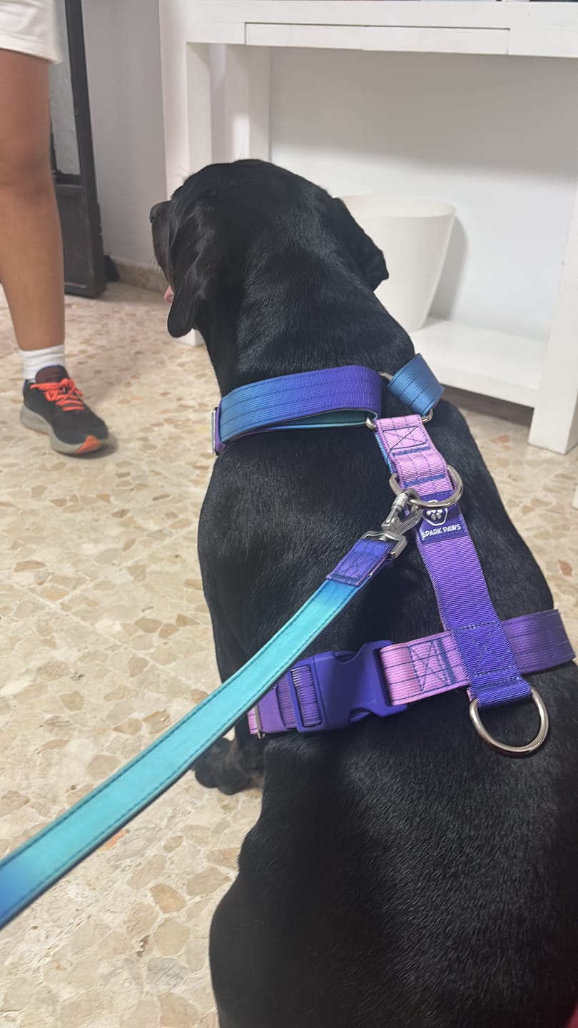 Customer photo review of Leash and Poop Bag Holder Set - 90s Retro