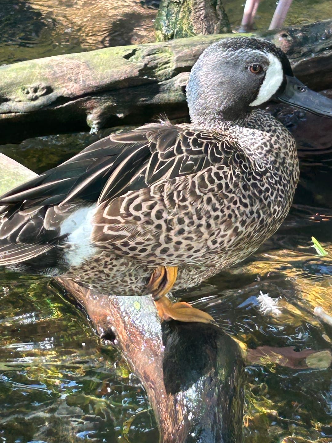Customer photo review of AquaWade Duck Waterfowl Hunting Breathable Chest Waders