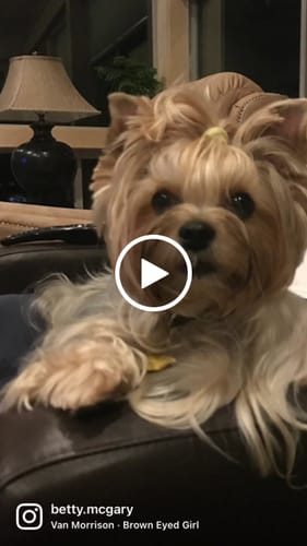 Customer video review of DE-01 Dental Dogbiotic