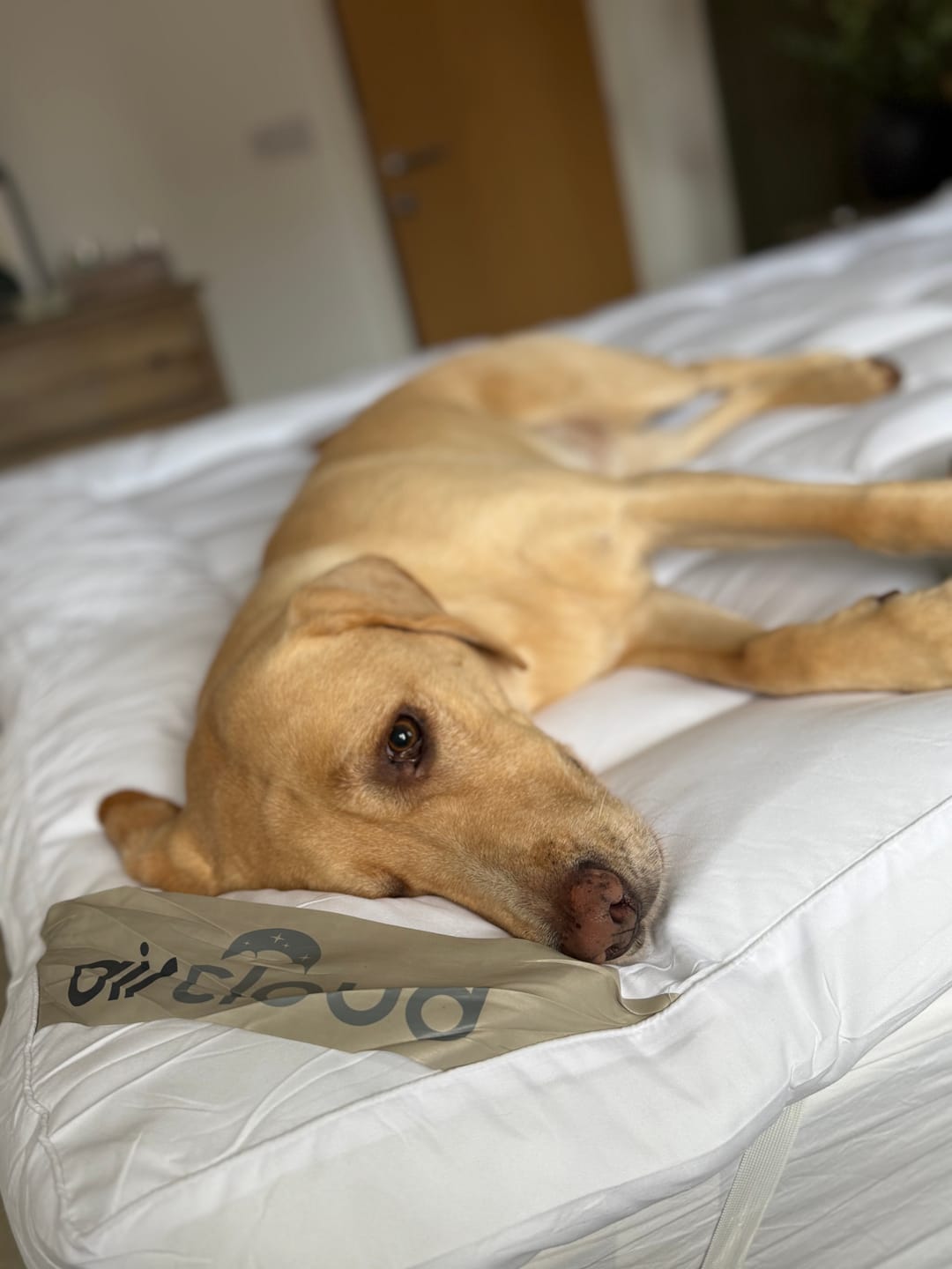 Customer photo review of 10cm Mattress Topper