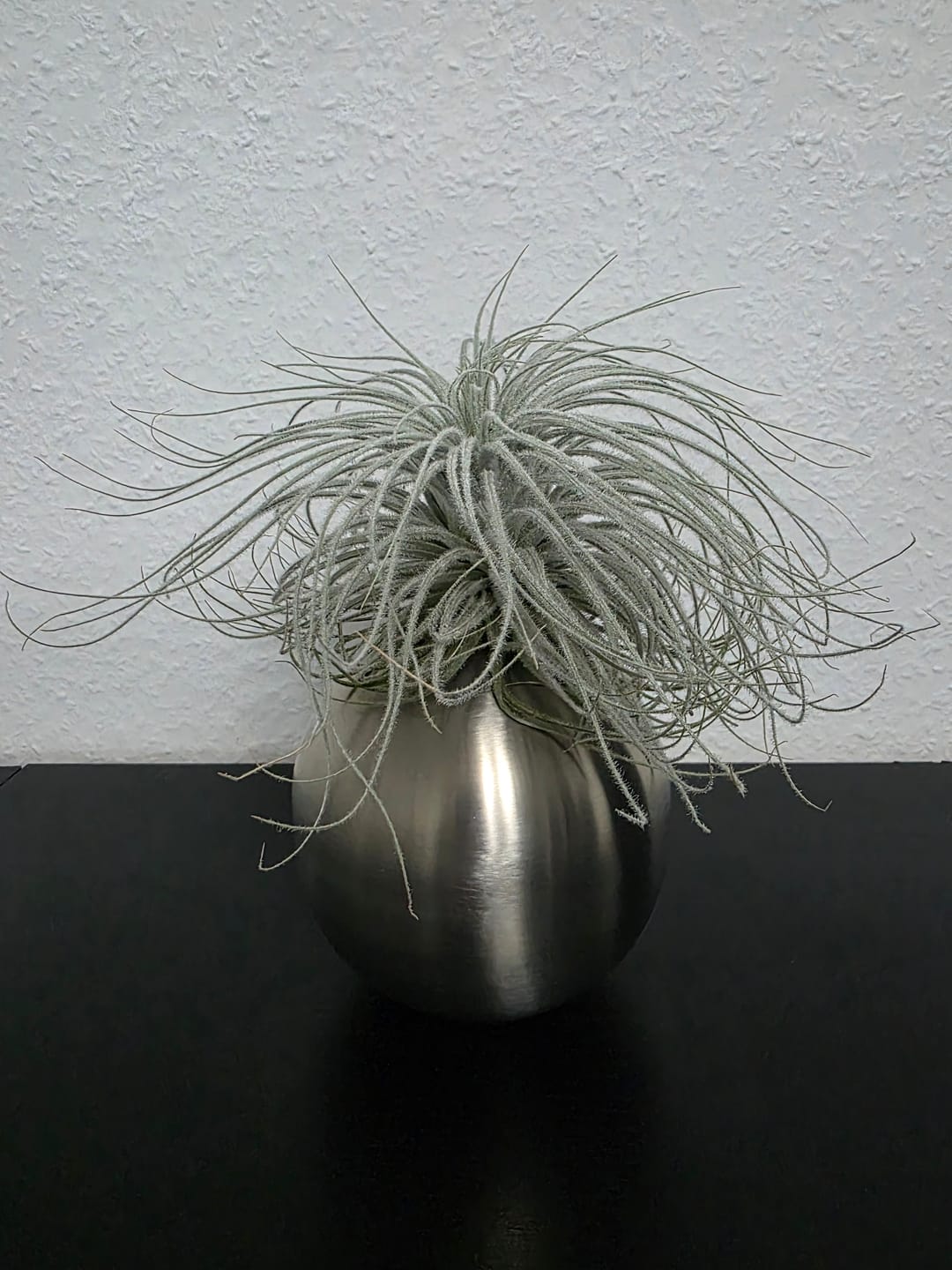 Customer photo review of Tillandsia tectorum "snow" - XXL