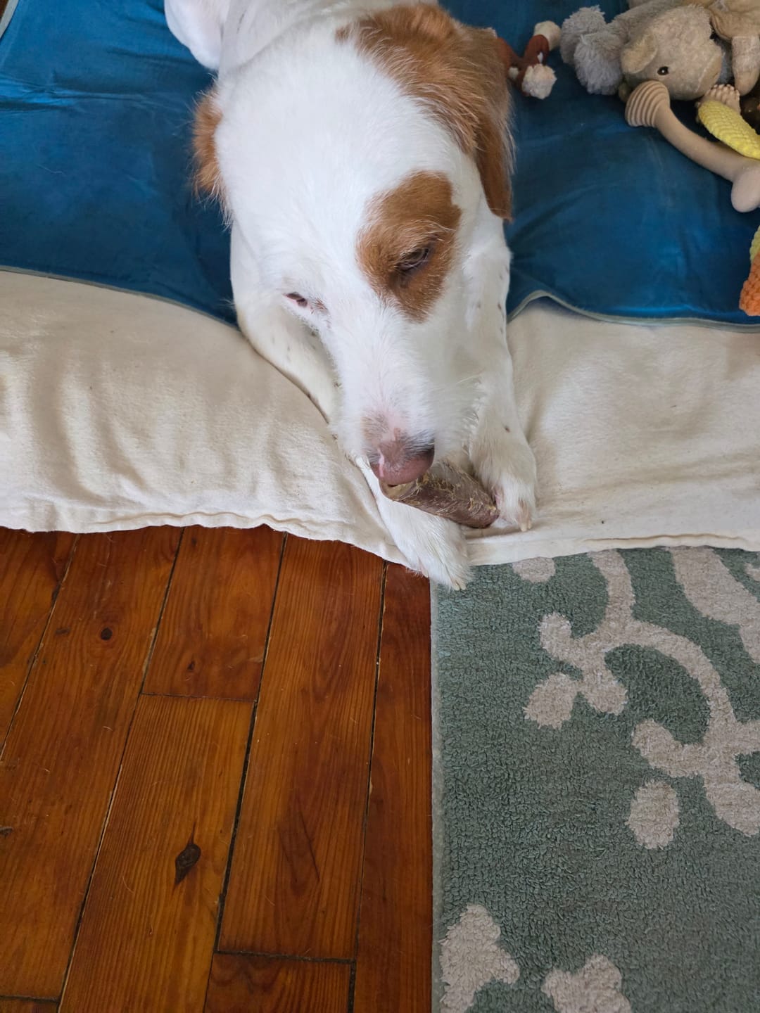 Customer photo review of Ostrich Chunky Bones (4" x 2" - 2 Pack): The Long-Lasting, Flavor-Packed Bones for Small to Medium Dogs