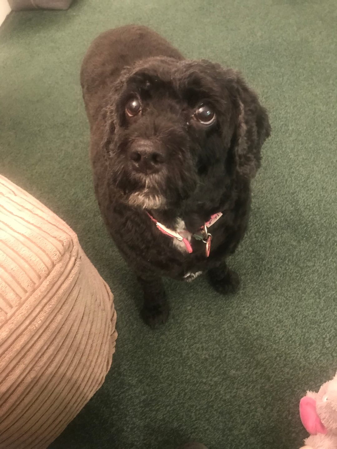 Customer photo review of Total Urinary Care Supplement For Dogs