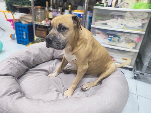 Customer photo review of Cama Antiestrés para Perros Lino