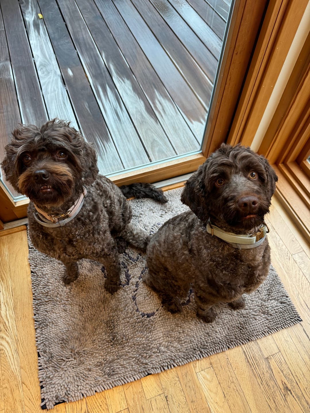 Customer photo review of furMe Precision Paw Set Replacement Heads