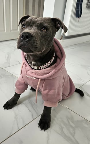 Customer photo review of Essential Dog Hoodie - Purple Taupe