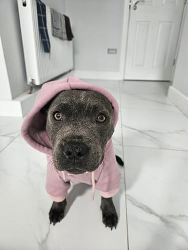 Customer photo review of Essential Dog Hoodie - Purple Taupe