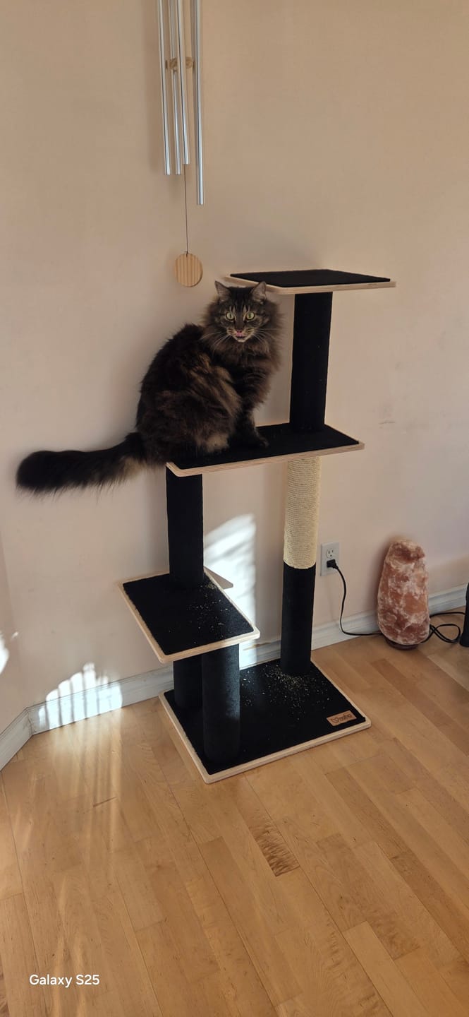 Customer photo review of Noba Modern Plywood 3-Level Cat Tree