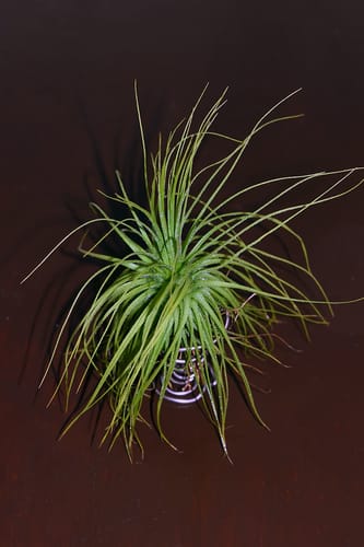 Customer photo review of Tillandsia magnusiana