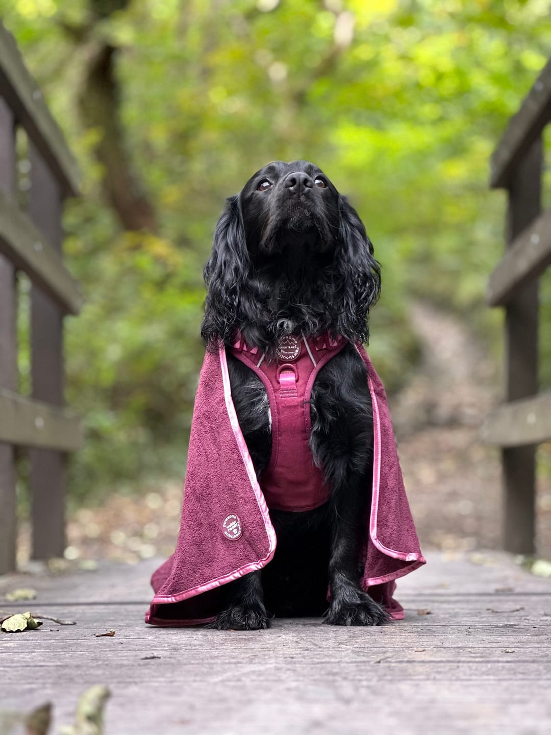 Customer photo review of Tough Trails™ Harness - Walkies Ready® Mulberry