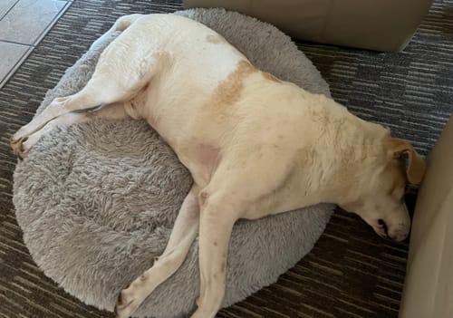 Customer photo review of Puppery Hundebett Wolke 7 - Das Original