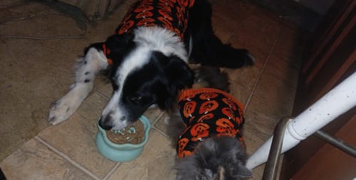 Customer photo review of Freezflower Cup -  Frozen Treat Cup for Calm, Happy Dogs