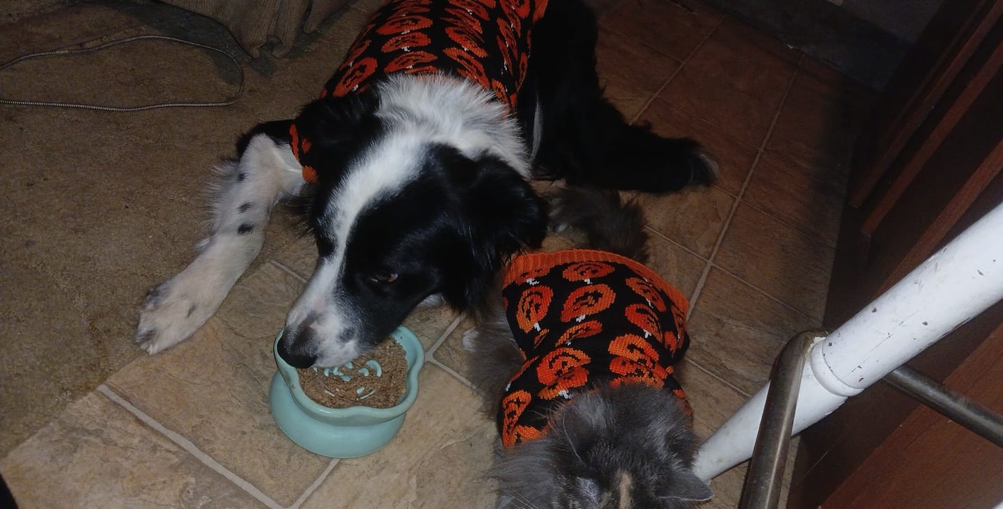 Customer photo review of Freezflower Cup -  Frozen Treat Cup for Calm, Happy Dogs