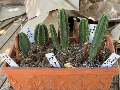 Customer photo review of Seedling Variety Packs | San Pedro Cactus Seedling Variety