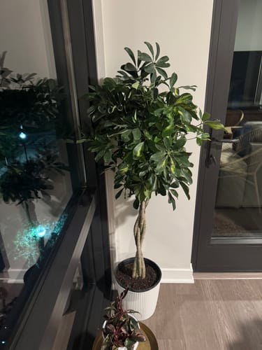 Customer photo review of Large Schefflera 'Arboricola'