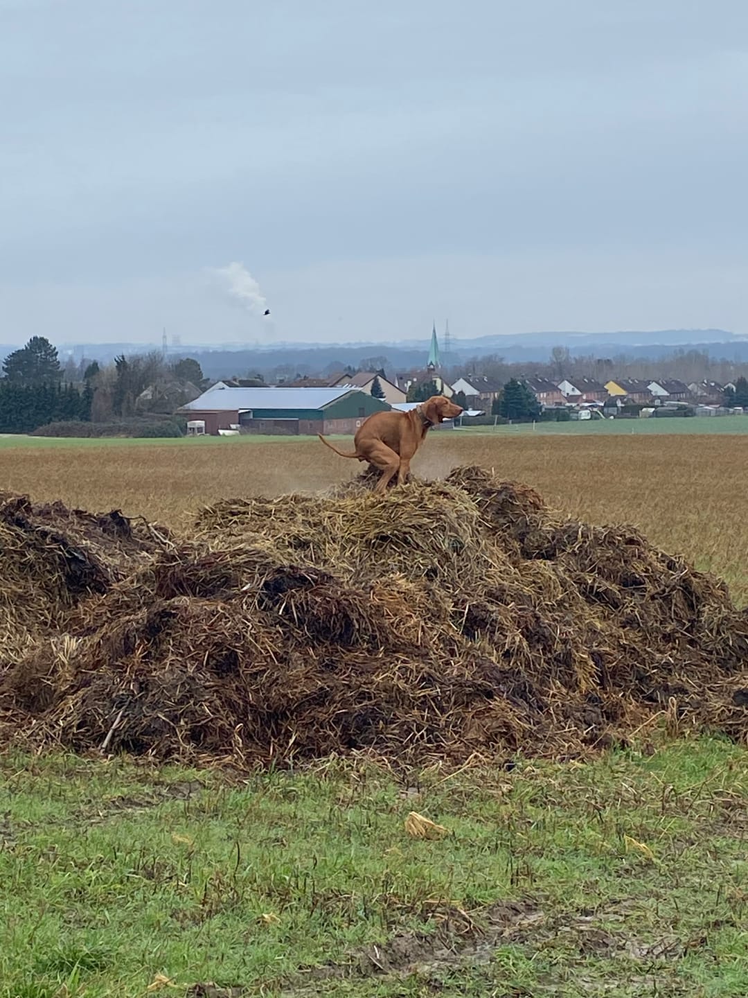 Customer photo review of Allergietest - Tierische Proteine Hund