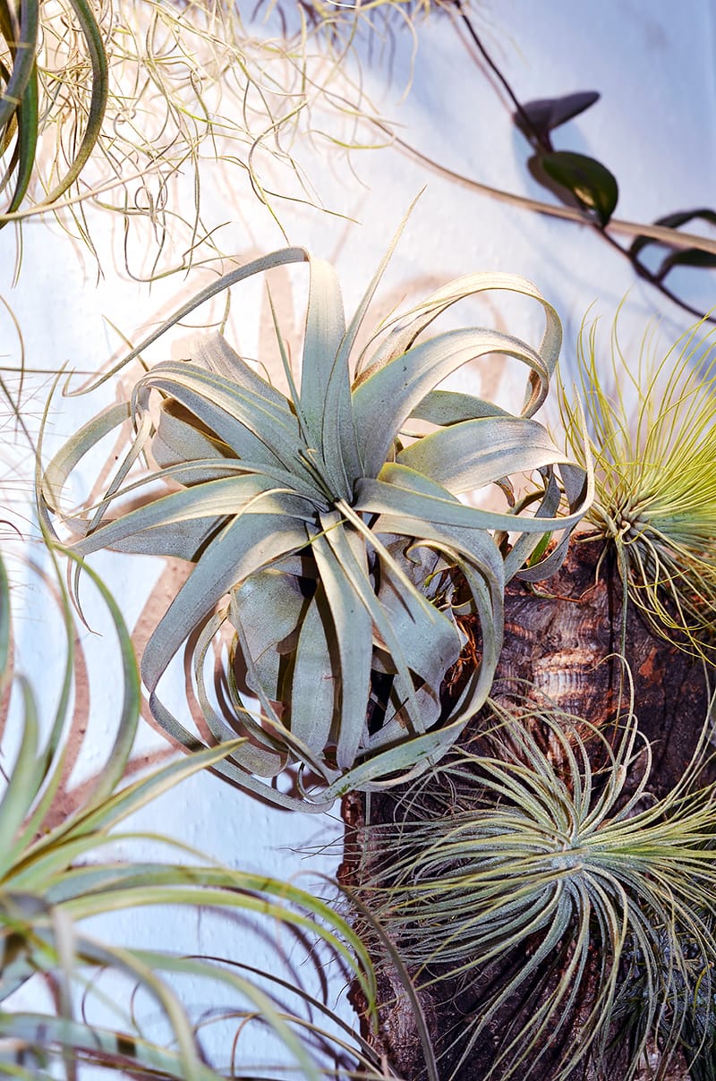 Customer photo review of Tillandsia xerographica 'Bonsai'