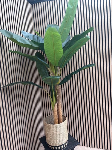 Customer photo review of Kunst Bananenplant 180cm