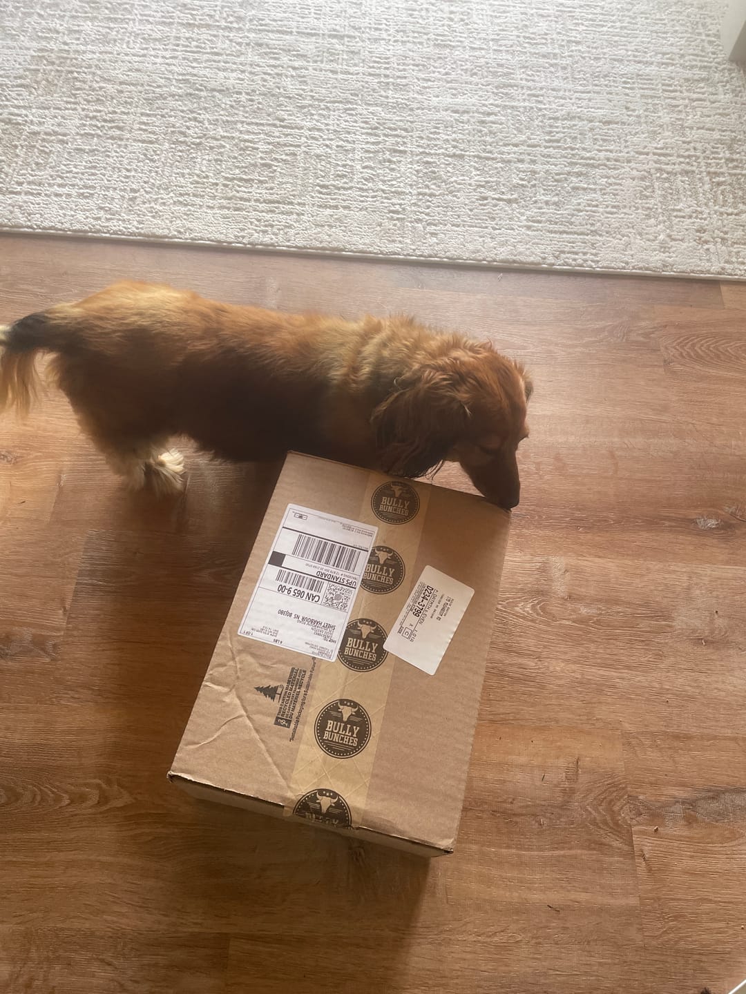 Customer photo review of 12 Inch Braided Jerky Stick