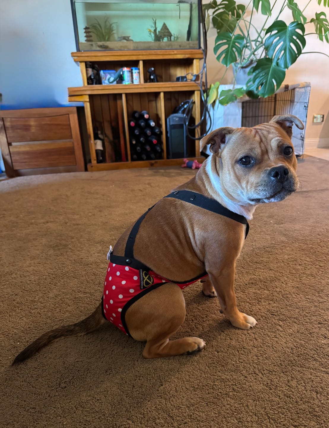 Customer photo review of Staffordshire Bull Terrier 1935® Hygiene Panties with Suspenders - Polka Dot