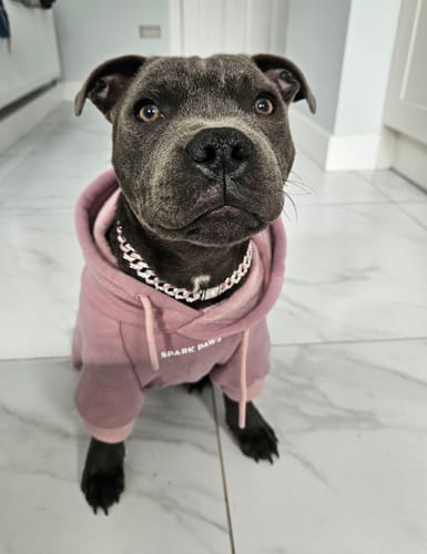 Customer photo review of Essential Dog Hoodie - Purple Taupe