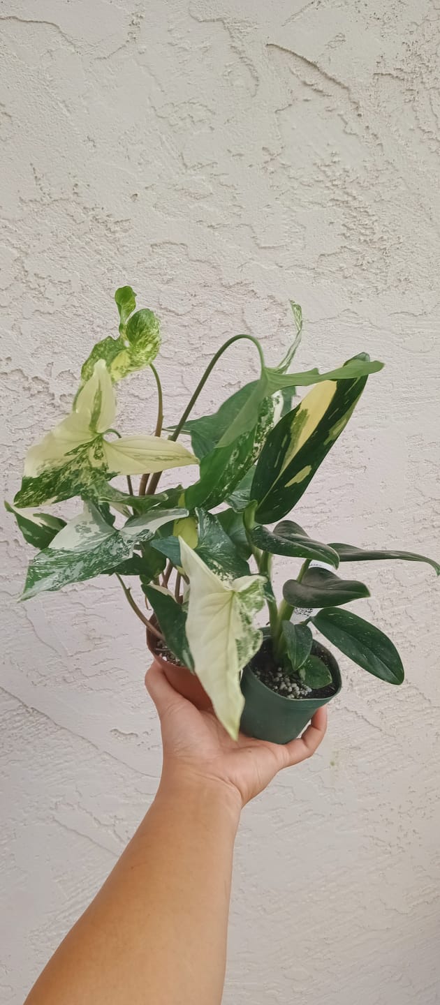 Customer photo review of Syngonium podophyllum albo variegata