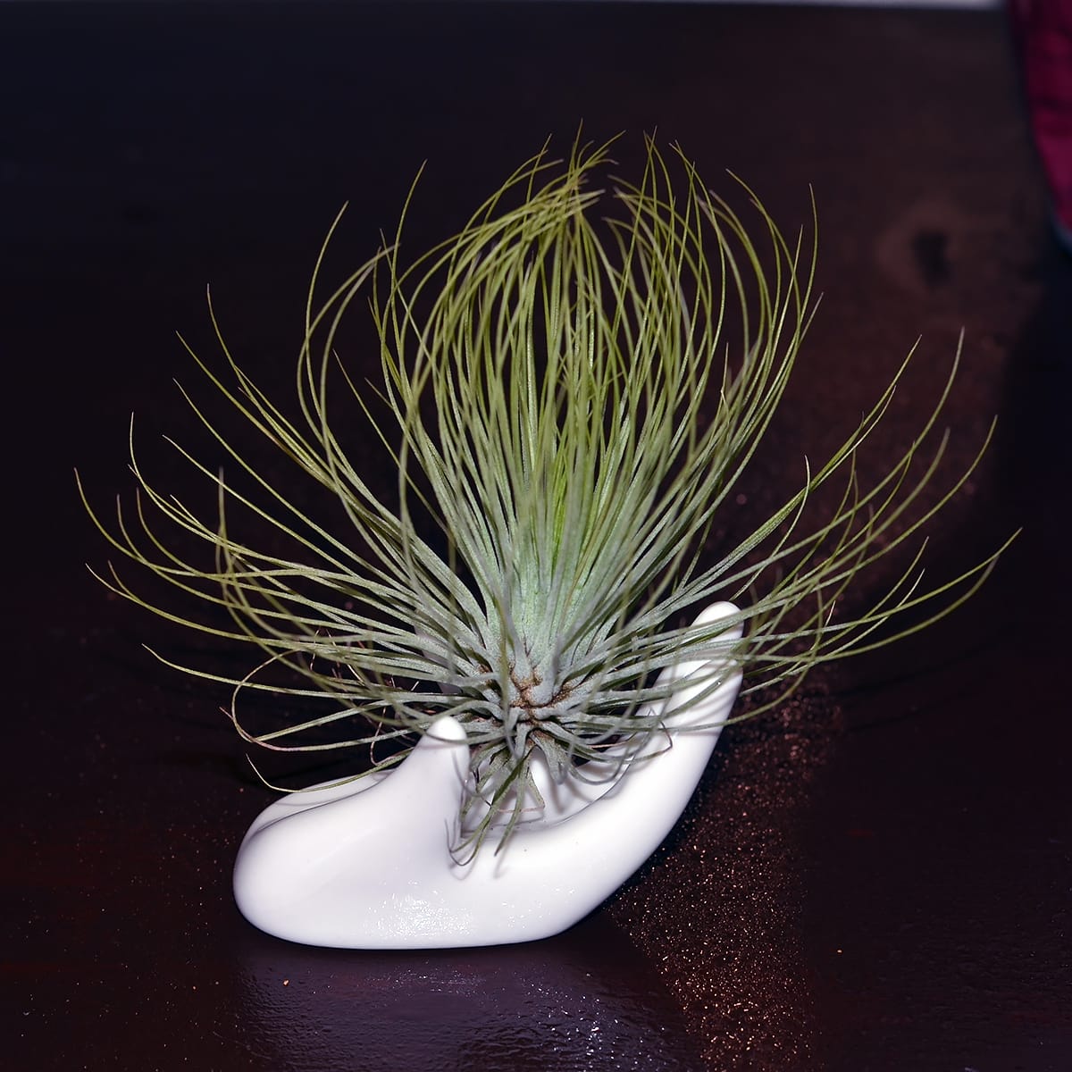 Customer photo review of Tillandsia andreana