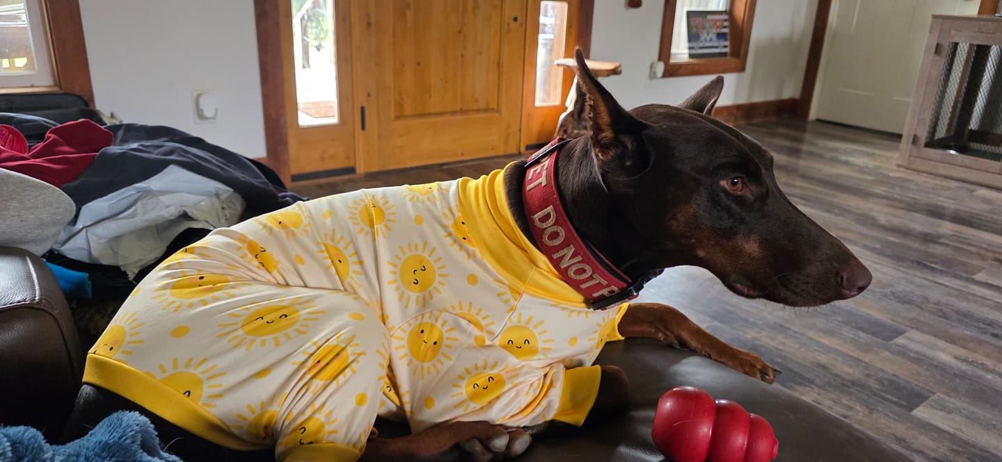 Customer photo review of Halloween Dog Hoodie - Reflective Skeleton
