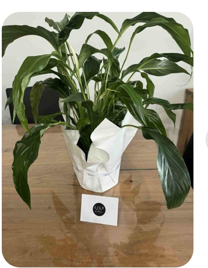 Customer photo review of Peace Lily