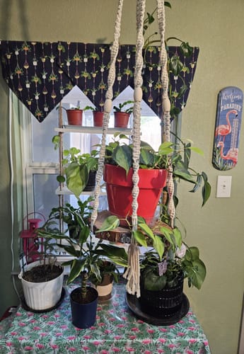 Customer photo review of Plant Food