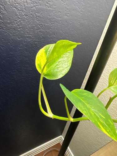 Customer photo review of Plant Food