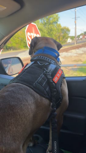Customer photo review of Classic Heavy-Duty Tactical No-Pull Team K9™ Dog Harness With Front & Back D-Rings, Quick-Release Metal-Buckles, Hook & Loop Panels, & Top Handle