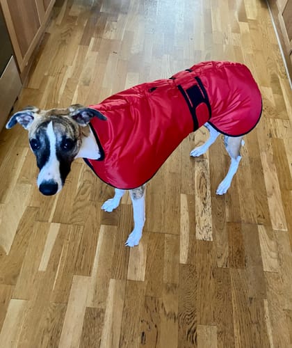Customer photo review of Vetra - Warm Sighthound Coat with Zip Harness Hole