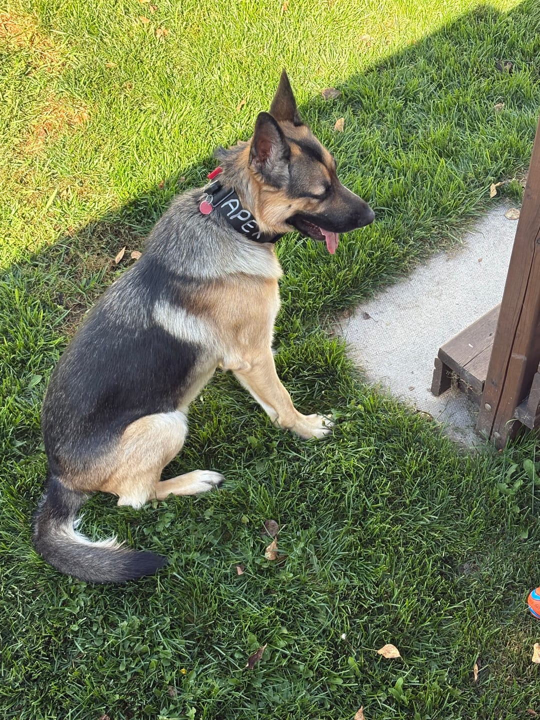 Customer photo review of 2" Tactik Dog Collar - Black