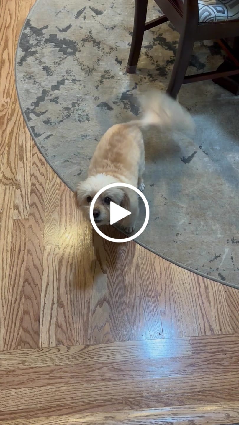 Customer video review of Earthbones Dental Chews For Dogs