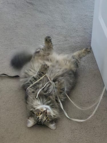 Customer photo review of 3 Month Supply - 1 Cat