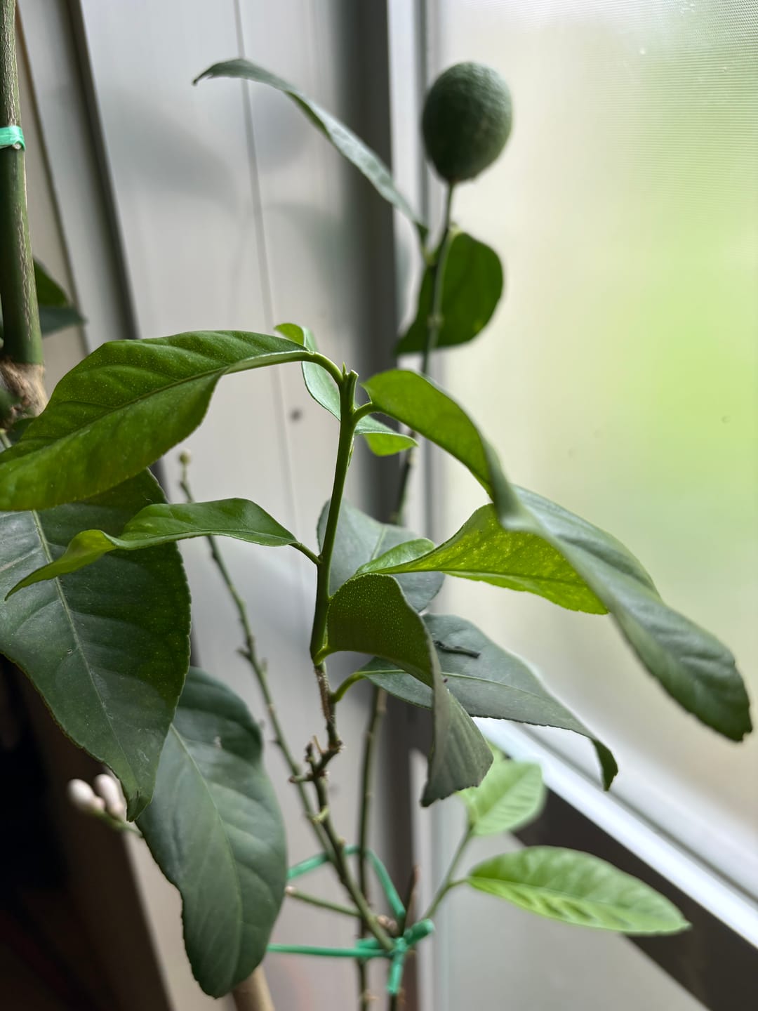 Customer photo review of Leaf Cleanse