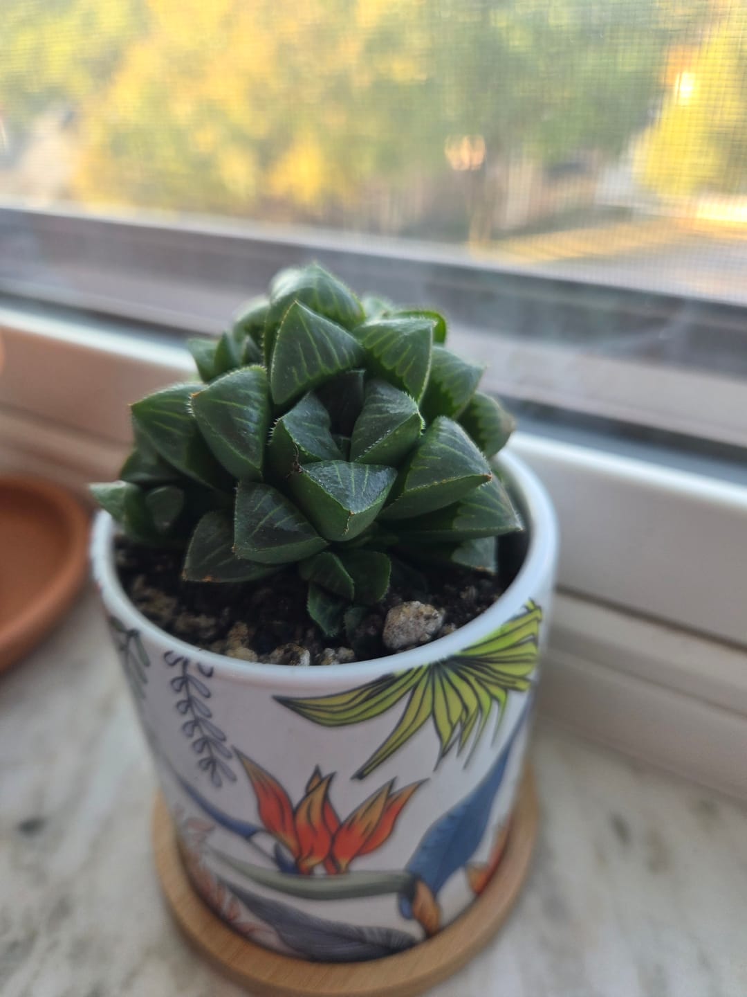 Customer photo review of Corpuscularia lehmannii - Ice Plant