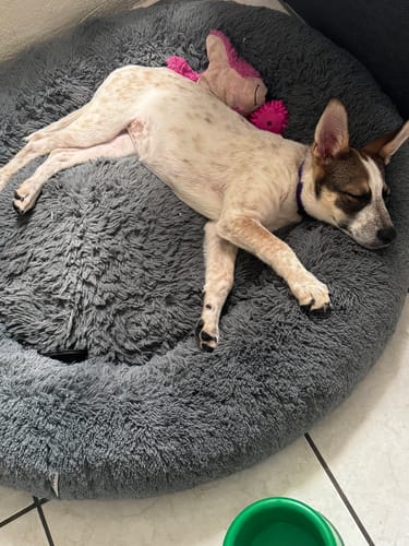Customer photo review of Cama Antiestrés para Perros