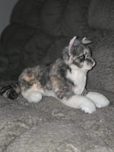 Custom Petslify plush reviewed by Jennifer A., handmade replica of their dog