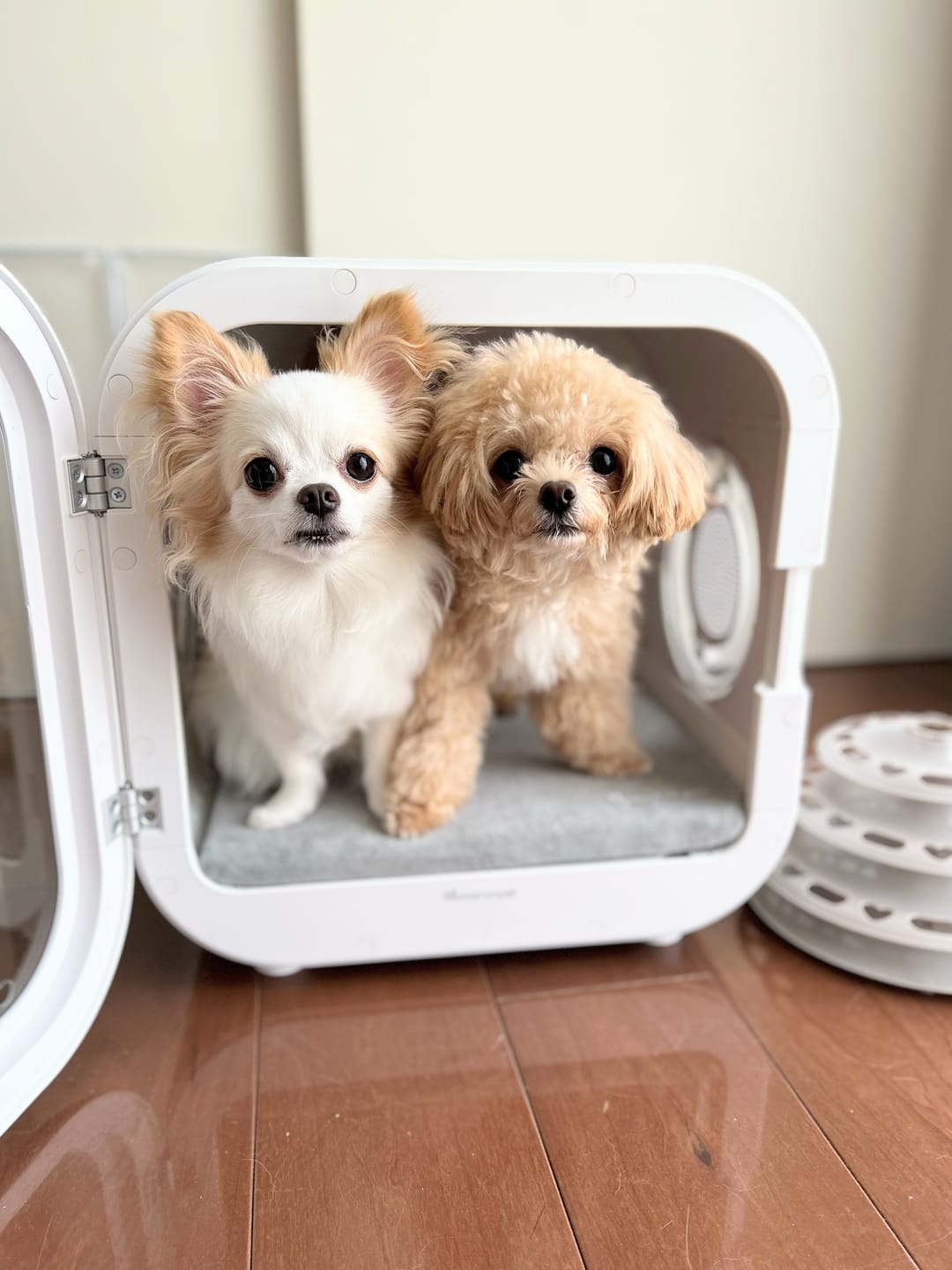 Customer photo review of homerunPET Dryboシリーズ ペットドライヤーハウス（50L・62L）