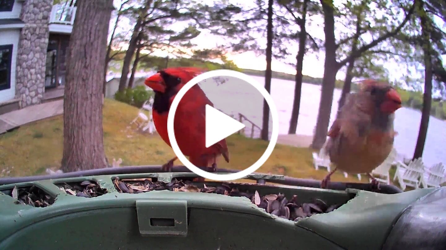 Customer video review of Birdfy Feeder 2 - Smart Bird Feeder