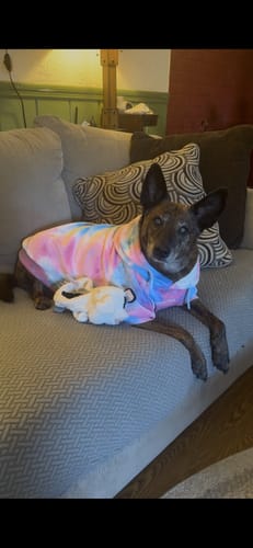Customer photo review of Velvet Dog Hoodie - Snow Cone