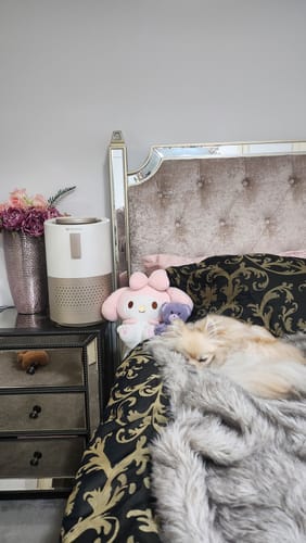 Customer photo review of Pet Air Purifier