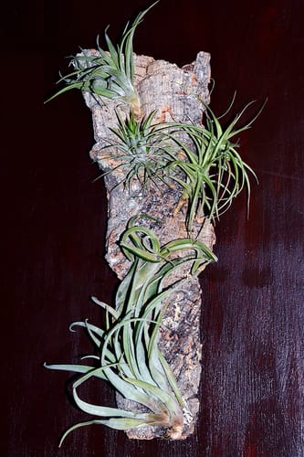 Customer photo review of Tillandsien Mix - B-Ware AKTION