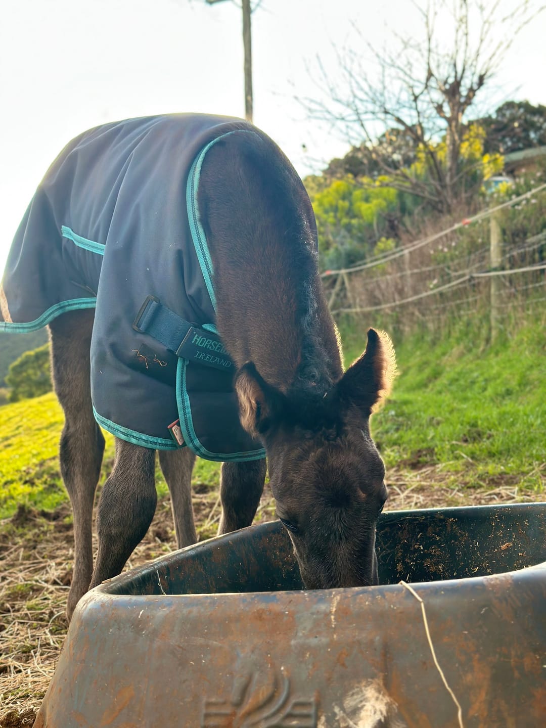 Customer photo review of Amigo Foal Rug 200g