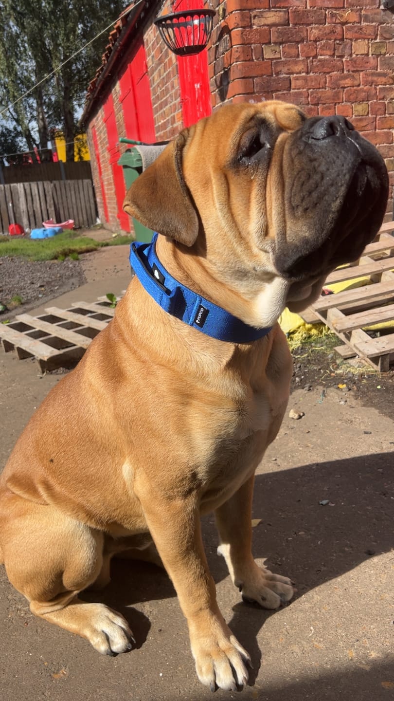 Customer photo review of Performance collar with handle 5CM - Blue